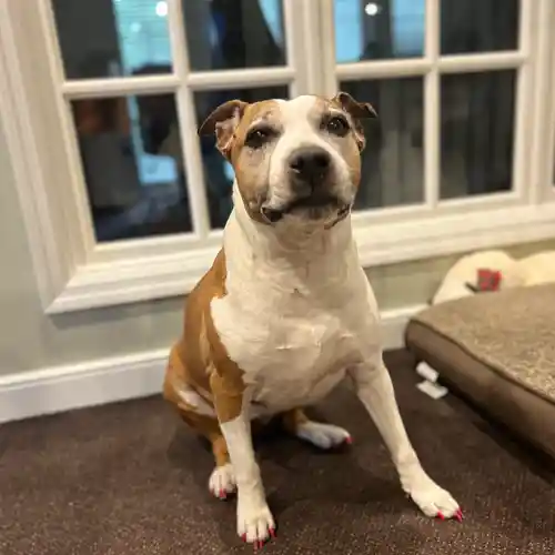 Harley